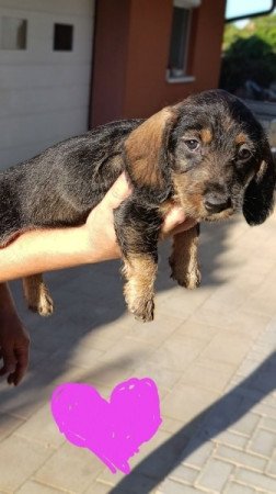 Szálkás szőrű tacskó