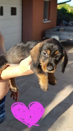 Szálkás szőrű tacskó