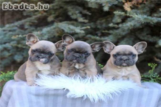 Francia bulldog kölykök