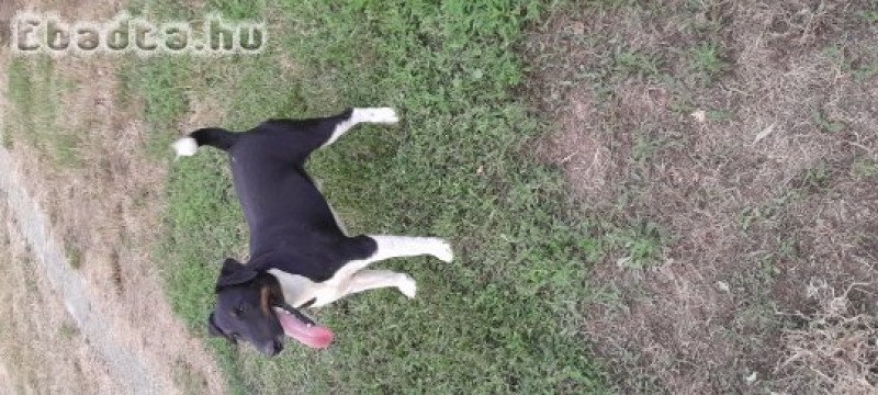 Eladó fajtatiszta foxterrier kiskutyák