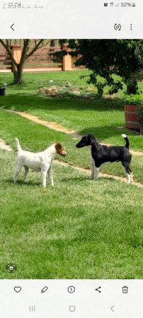 Eladó fajtatiszta foxterrier kiskutyák