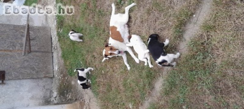 Eladó fajtatiszta foxterrier kiskutyák