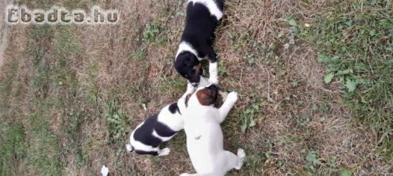 Eladó fajtatiszta foxterrier kiskutyák