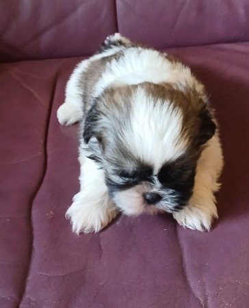 Shih-tzu