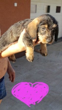 Szálkás szőrű tacskó