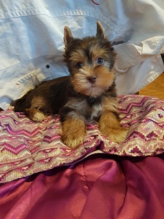 Yorkshire terrier biewer csoki