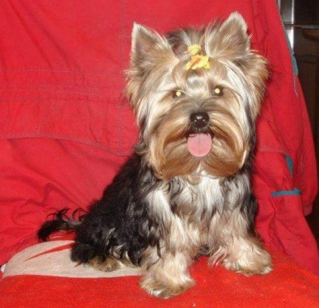 Yorkshire terrier biewer csoki