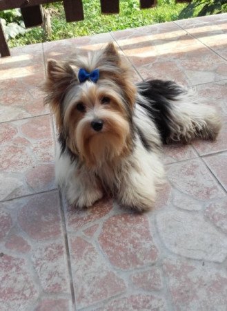 Yorkshire terrier biewer csoki