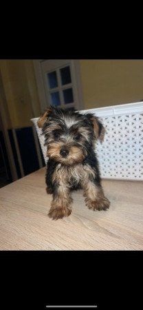 Yorkshire Terrier