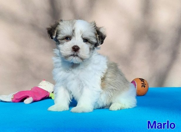 Bichon Havanese