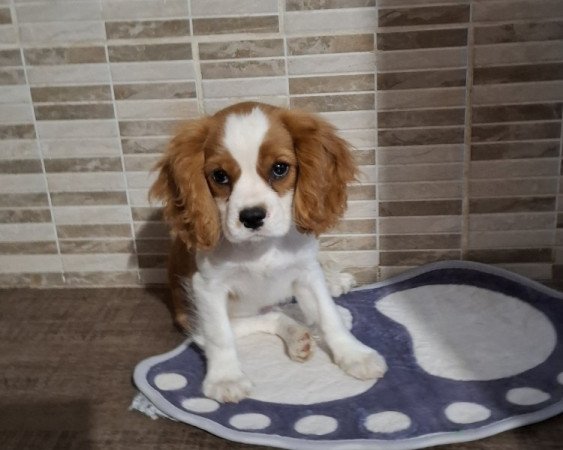 Cavalier King Charles spániel