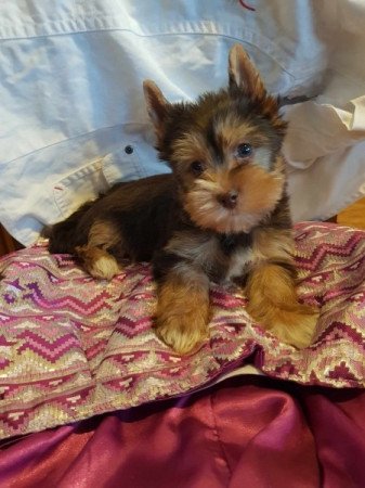 Yorkshire terrier biewer csoki