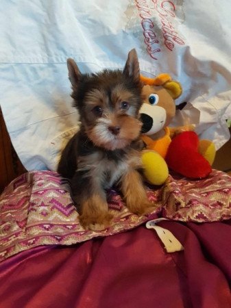 Yorkshire terrier biewer csoki