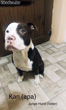 Eladó amstaff kölyök