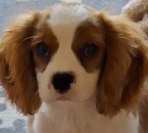 Cavalier King Charles spániel