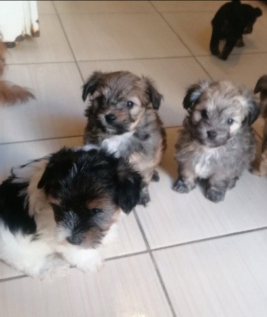 Yorki és havanese