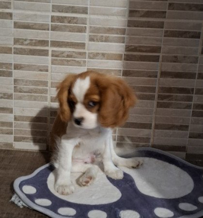 Cavalier King Charles spániel