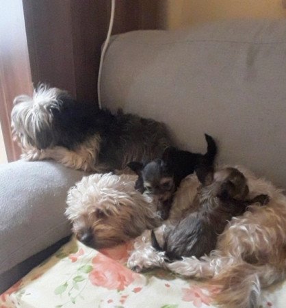 Yorki és havanese