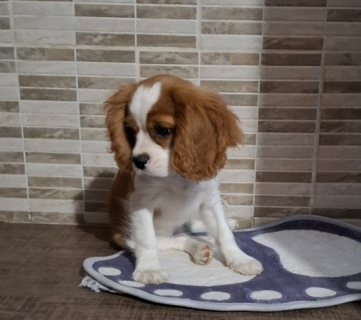 Cavalier King Charles spániel