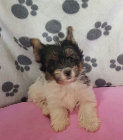 Yorkshire terrier biewer