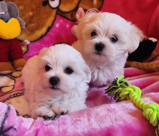 Bichon Havanese