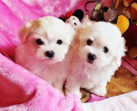 Bichon Havanese