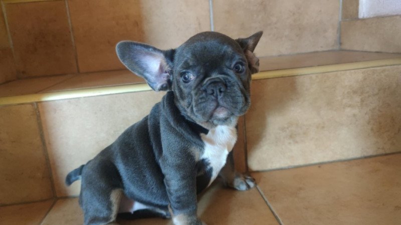 francia bulldog