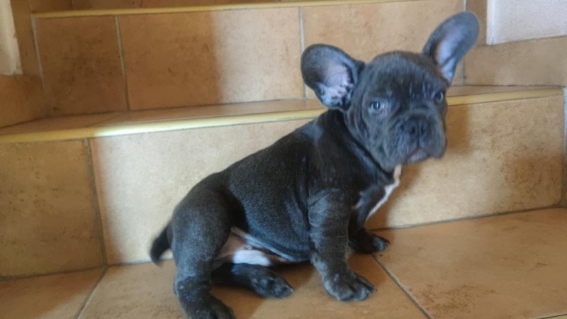 francia bulldog