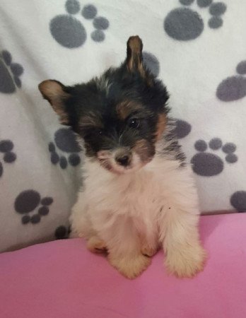 Yorkshire terrier biewer