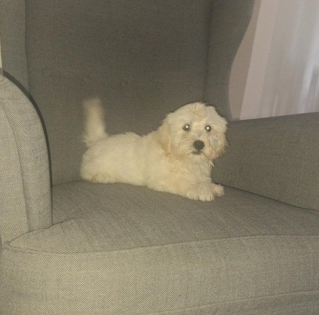 Bichon Havanese