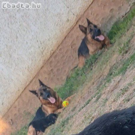 Németjuhász kis kutyák