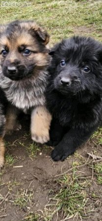 Németjuhász kis kutyák