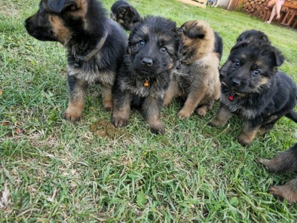 Németjuhász kiskutya