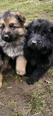 Németjuhász kiskutya