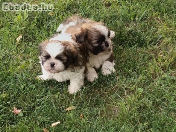 shih-tzu kölyök. Kutyák eladók