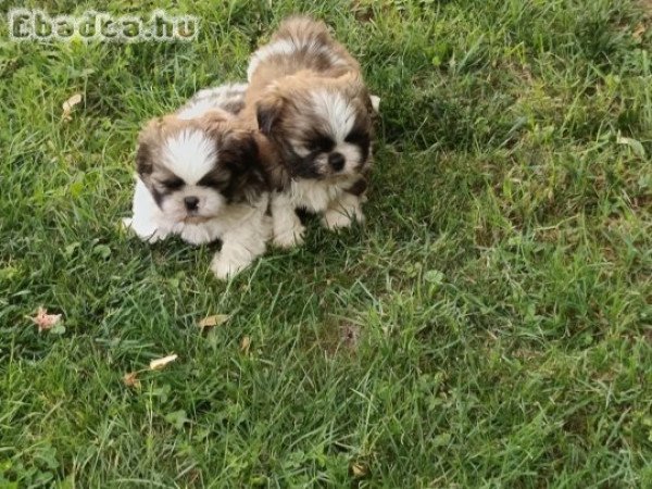 shih-tzu kölyök. Kutyák eladók