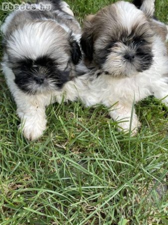 shih-tzu kölyök. Kutyák eladók