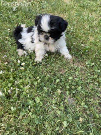 shih-tzu kölyök. Kutyák eladók
