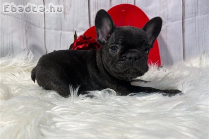 Francia bulldog kölykök