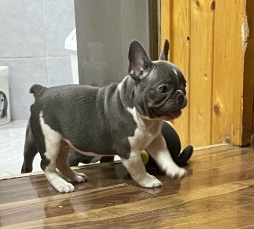 Francia bulldog