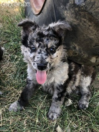 Eladó Mudi kiskutyák