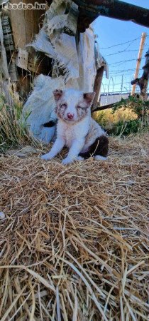 Eladó Mudi kiskutyák