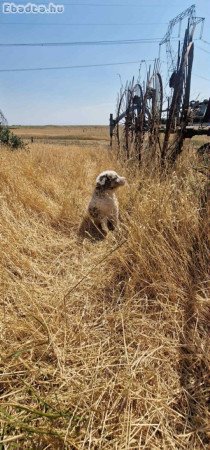 Eladó Mudi kiskutyák