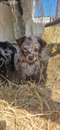 Eladó Mudi kiskutyák