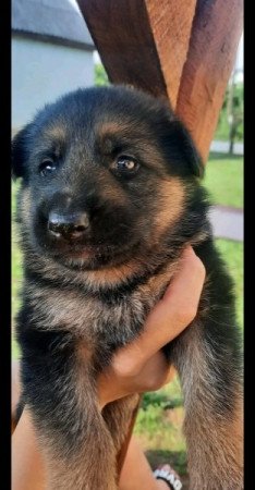 Németjuhász kiskutya