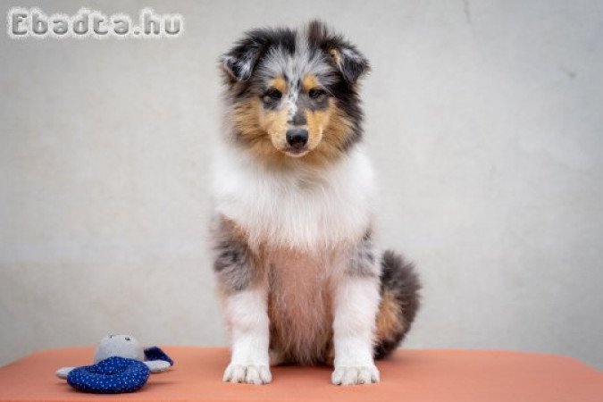 Skót juhász, collie