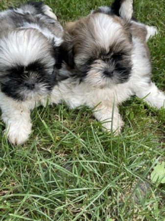 shih-tzu