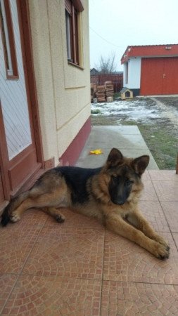 Németjuhász kiskutya