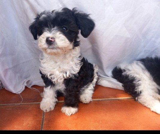 Bichon Havanese