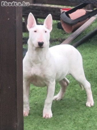 Bullterrier kislány eladó